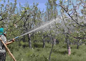 موسم میں بہتری، کسان میوہ باغات میں جراثیم کش ادویات چھڑکنے میں مشغول