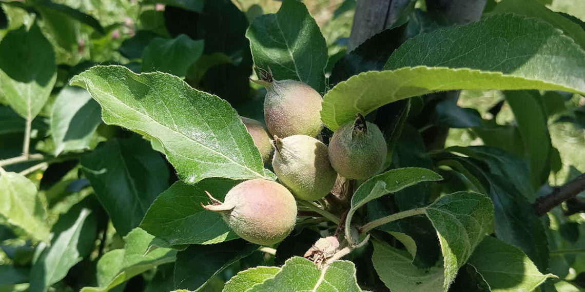 جموں و کشمیر میں گرمی کی شدت میں اضافہ سے باغبانی صنعت کو خطرہ