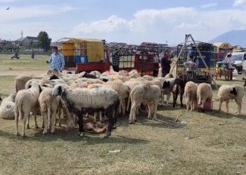 کشمیر میں قربانی کے جانوروں کی منڈیاں تو سجی ہیں لیکن خریدار ندارد