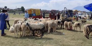 کشمیر میں قربانی کے جانوروں کی منڈیاں تو سجی ہیں لیکن خریدار ندارد