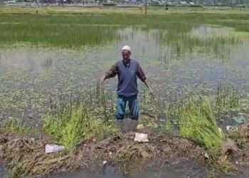 کھیتوں میں پانی داخل ہونے سے کسان پریشان