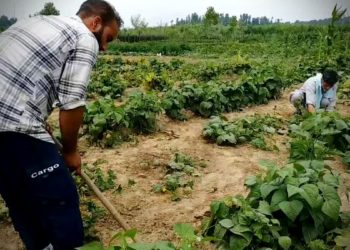 نایاب سبزیوں کی کاشت میں سرفہرست جنوبی کشمیر کا یہ گاؤں