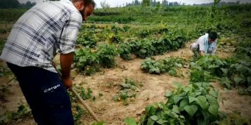نایاب سبزیوں کی کاشت میں سرفہرست جنوبی کشمیر کا یہ گاؤں