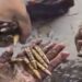 جموں و کشمیر میں سرحد علاقہ سانبا کے کنویں سے 49 گولیاں برآمد