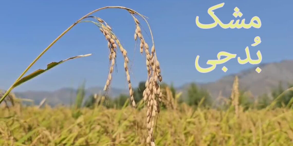 مشک بدجی چاول کی پیداوار میں اضافہ، کسانوں میں خوشی