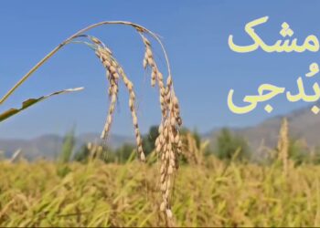 مشک بدجی چاول کی پیداوار میں اضافہ، کسانوں میں خوشی