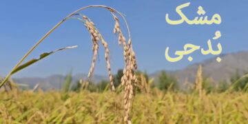 مشک بدجی چاول کی پیداوار میں اضافہ، کسانوں میں خوشی
