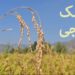 مشک بدجی چاول کی پیداوار میں اضافہ، کسانوں میں خوشی