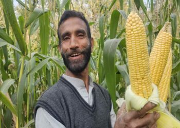 کوکرناگ میں میٹھی مکئی کی زبردست پیداوار سے کسان خوش